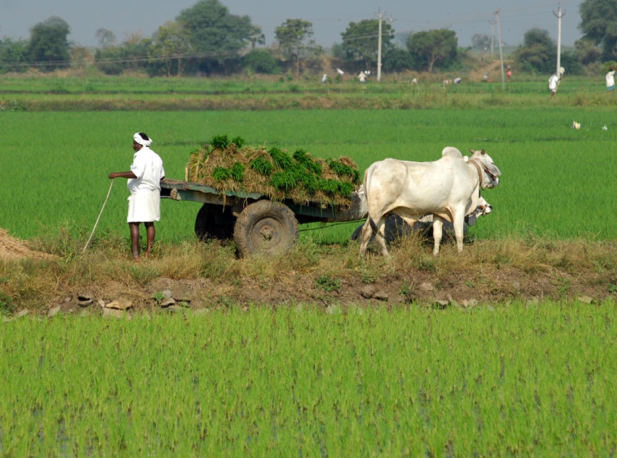 Exploring Decentralized Renewable Energy Technologies in Agriculture, Dairy, and Fishery Value Chains in India
