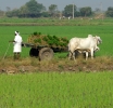 Exploring Decentralized Renewable Energy Technologies in Agriculture, Dairy, and Fishery Value Chains in India